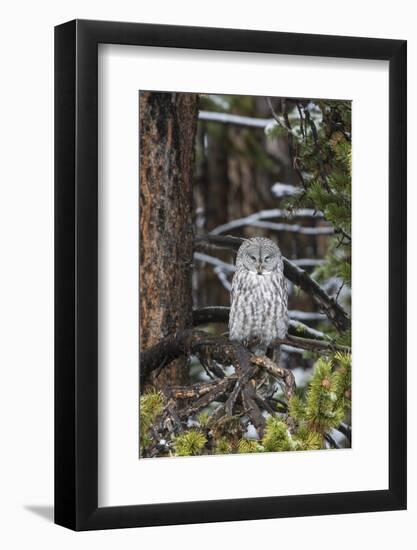 Great Gray Owl, Yellowstone National Park, Wyoming-Richard & Susan Day-Framed Photographic Print