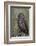 Great Gray Owl-Ken Archer-Framed Photographic Print