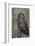 Great Gray Owl-Ken Archer-Framed Photographic Print