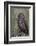 Great Gray Owl-Ken Archer-Framed Photographic Print