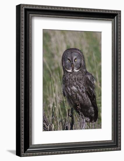 Great Gray Owl-Ken Archer-Framed Photographic Print