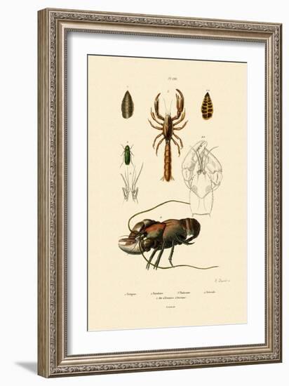 Great Green Bush Cricket, 1833-39-null-Framed Giclee Print