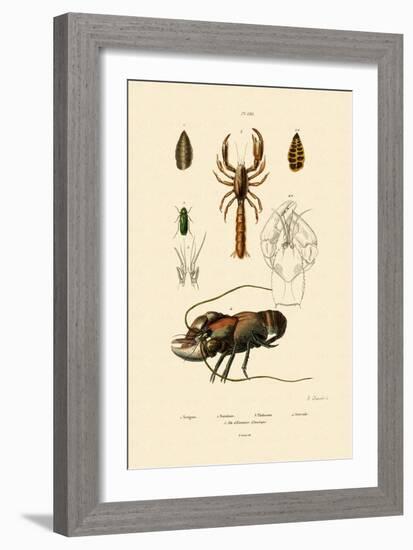 Great Green Bush Cricket, 1833-39-null-Framed Giclee Print