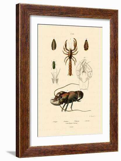 Great Green Bush Cricket, 1833-39-null-Framed Giclee Print