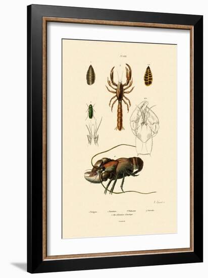 Great Green Bush Cricket, 1833-39-null-Framed Giclee Print