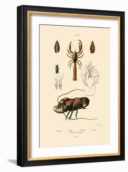 Great Green Bush Cricket, 1833-39-null-Framed Giclee Print