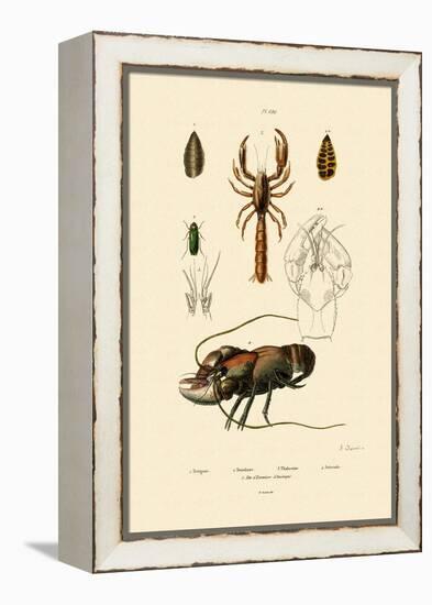 Great Green Bush Cricket, 1833-39-null-Framed Premier Image Canvas