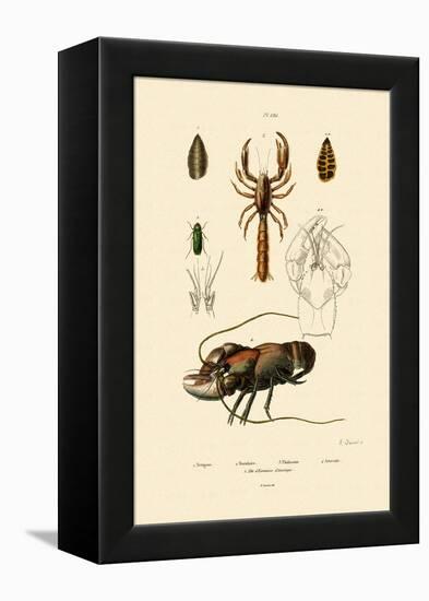 Great Green Bush Cricket, 1833-39-null-Framed Premier Image Canvas