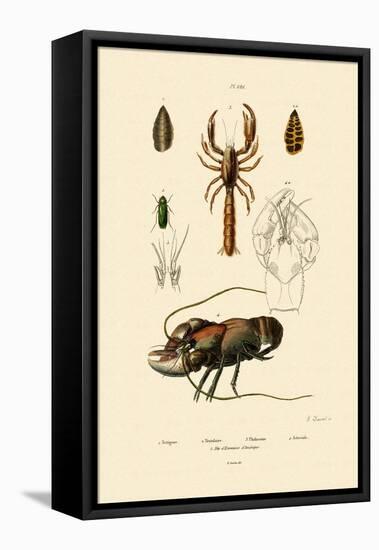 Great Green Bush Cricket, 1833-39-null-Framed Premier Image Canvas