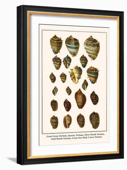 Great Green Turbans, Tapestry Turbans, Silver Mouth Turbans, Gold Mouth Turbans, etc.-Albertus Seba-Framed Art Print