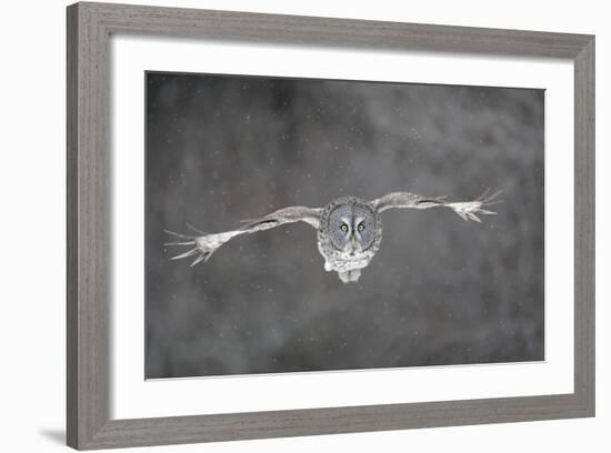 Great Grey Owl Flight-null-Framed Photographic Print