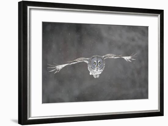 Great Grey Owl Flight-null-Framed Photographic Print