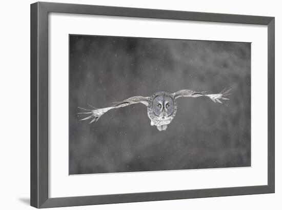 Great Grey Owl Flight-null-Framed Photographic Print