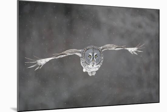 Great Grey Owl Flight-null-Mounted Photographic Print