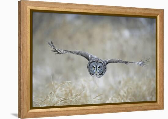 Great Grey Owl in Flight-null-Framed Premier Image Canvas