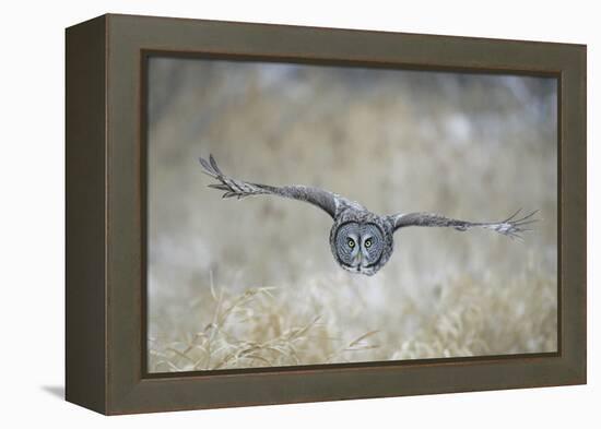 Great Grey Owl in Flight-null-Framed Premier Image Canvas