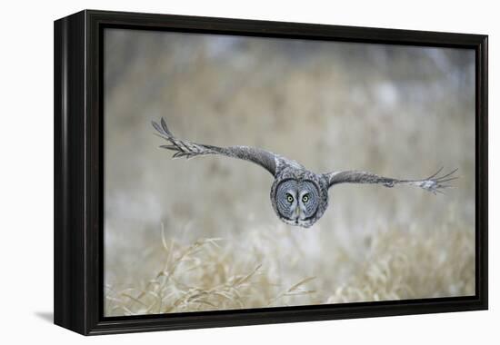 Great Grey Owl in Flight-null-Framed Premier Image Canvas