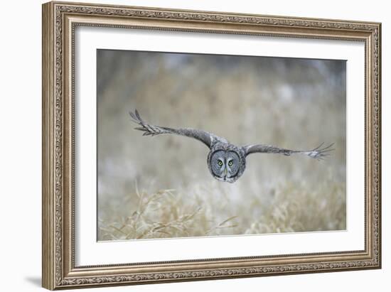 Great Grey Owl in Flight-null-Framed Photographic Print