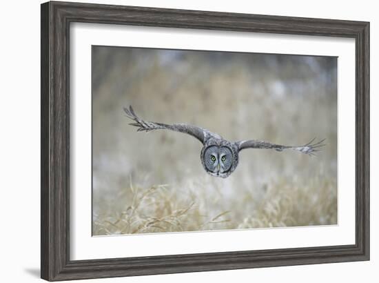 Great Grey Owl in Flight-null-Framed Photographic Print