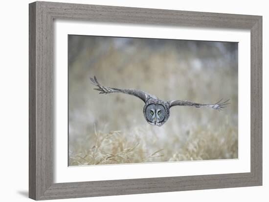 Great Grey Owl in Flight-null-Framed Photographic Print