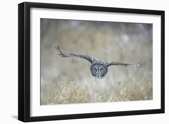 Great Grey Owl in Flight-null-Framed Photographic Print