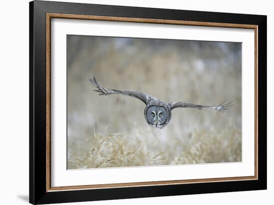 Great Grey Owl in Flight-null-Framed Photographic Print