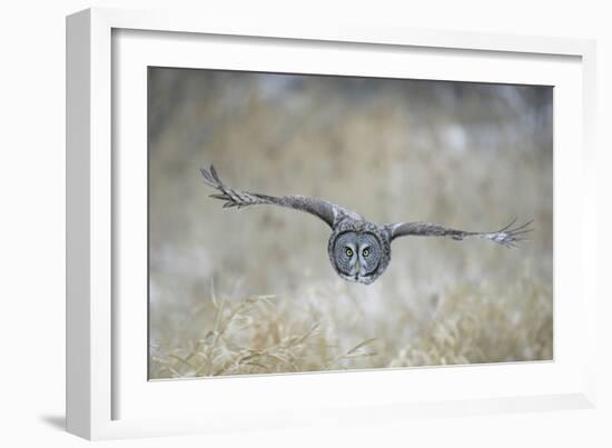 Great Grey Owl in Flight-null-Framed Photographic Print