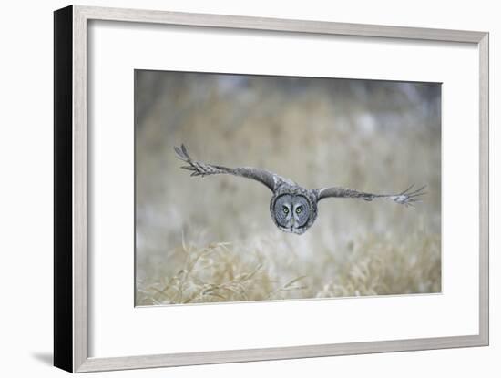 Great Grey Owl in Flight-null-Framed Photographic Print