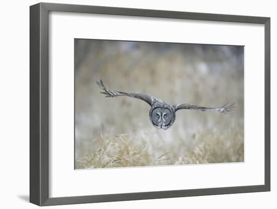 Great Grey Owl in Flight-null-Framed Photographic Print