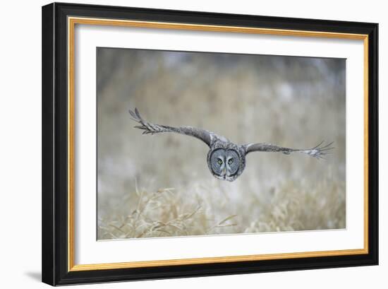 Great Grey Owl in Flight-null-Framed Photographic Print