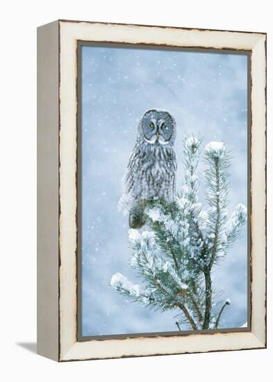 Great Grey Owl Perched on Conifer in Snow Storm-null-Framed Premier Image Canvas