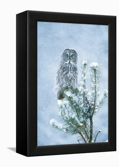 Great Grey Owl Perched on Conifer in Snow Storm-null-Framed Premier Image Canvas