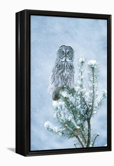 Great Grey Owl Perched on Conifer in Snow Storm-null-Framed Premier Image Canvas