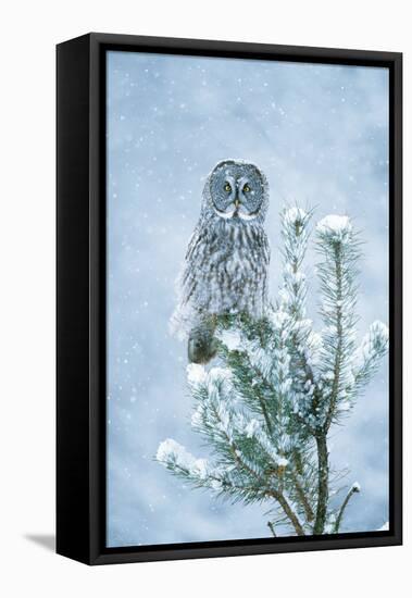 Great Grey Owl Perched on Conifer in Snow Storm-null-Framed Premier Image Canvas