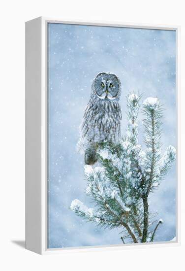 Great Grey Owl Perched on Conifer in Snow Storm-null-Framed Premier Image Canvas