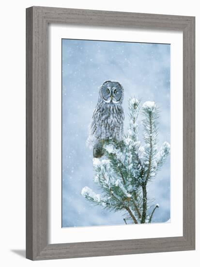 Great Grey Owl Perched on Conifer in Snow Storm-null-Framed Photographic Print
