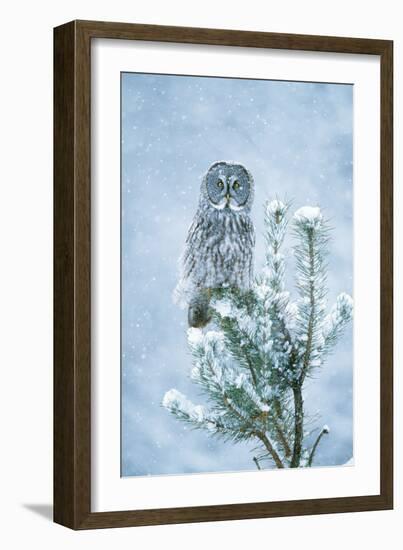 Great Grey Owl Perched on Conifer in Snow Storm-null-Framed Photographic Print