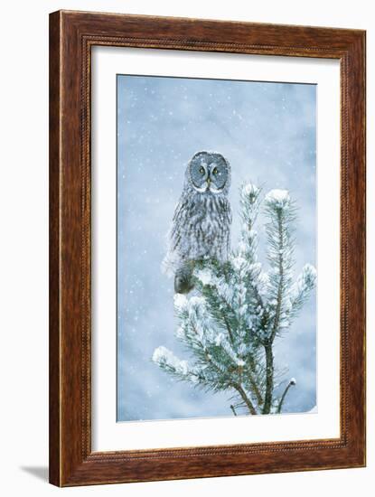 Great Grey Owl Perched on Conifer in Snow Storm-null-Framed Photographic Print