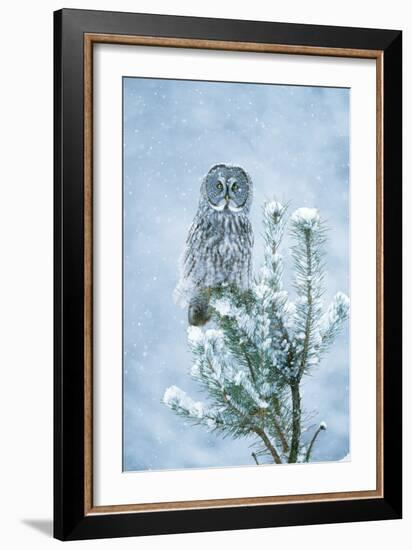 Great Grey Owl Perched on Conifer in Snow Storm-null-Framed Photographic Print