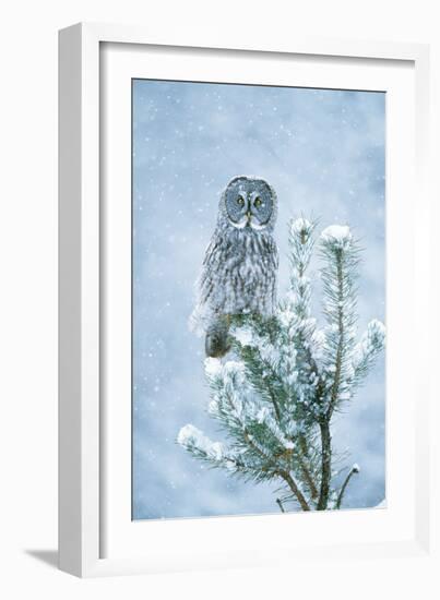 Great Grey Owl Perched on Conifer in Snow Storm-null-Framed Photographic Print