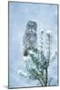 Great Grey Owl Perched on Conifer in Snow Storm-null-Mounted Photographic Print