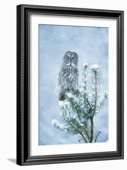 Great Grey Owl Perched on Conifer in Snow Storm-null-Framed Photographic Print