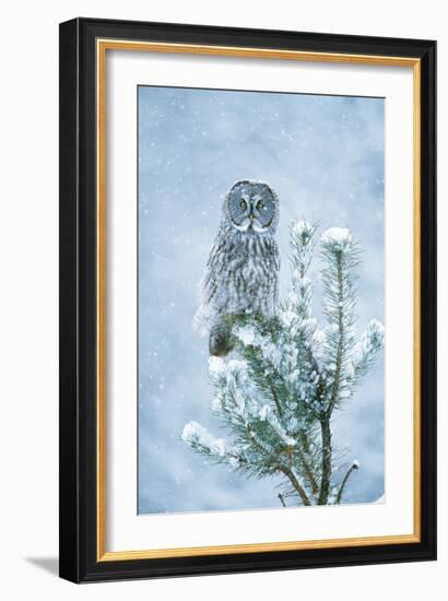 Great Grey Owl Perched on Conifer in Snow Storm-null-Framed Photographic Print