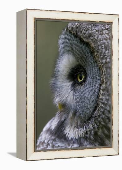 Great Grey Owl (Strix Nebulosa) Close-Up of Head, Northern Oulu, Finland, June 2008-Cairns-Framed Premier Image Canvas