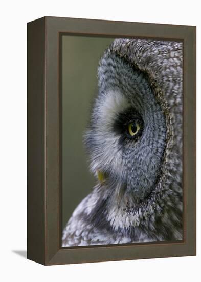 Great Grey Owl (Strix Nebulosa) Close-Up of Head, Northern Oulu, Finland, June 2008-Cairns-Framed Premier Image Canvas