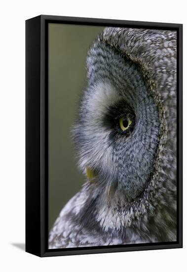 Great Grey Owl (Strix Nebulosa) Close-Up of Head, Northern Oulu, Finland, June 2008-Cairns-Framed Premier Image Canvas
