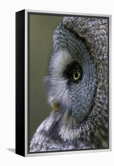 Great Grey Owl (Strix Nebulosa) Close-Up of Head, Northern Oulu, Finland, June 2008-Cairns-Framed Premier Image Canvas