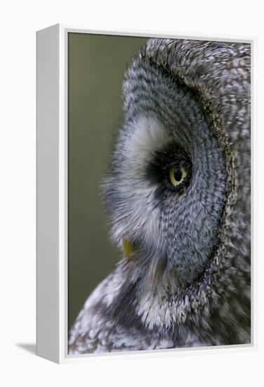 Great Grey Owl (Strix Nebulosa) Close-Up of Head, Northern Oulu, Finland, June 2008-Cairns-Framed Premier Image Canvas