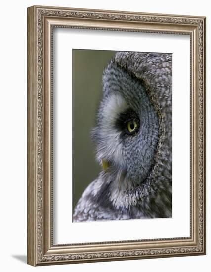 Great Grey Owl (Strix Nebulosa) Close-Up of Head, Northern Oulu, Finland, June 2008-Cairns-Framed Photographic Print