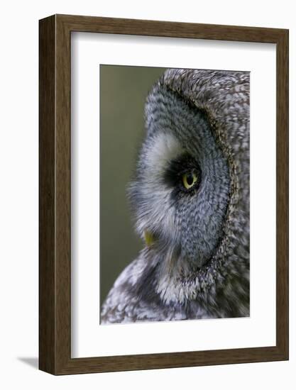 Great Grey Owl (Strix Nebulosa) Close-Up of Head, Northern Oulu, Finland, June 2008-Cairns-Framed Photographic Print